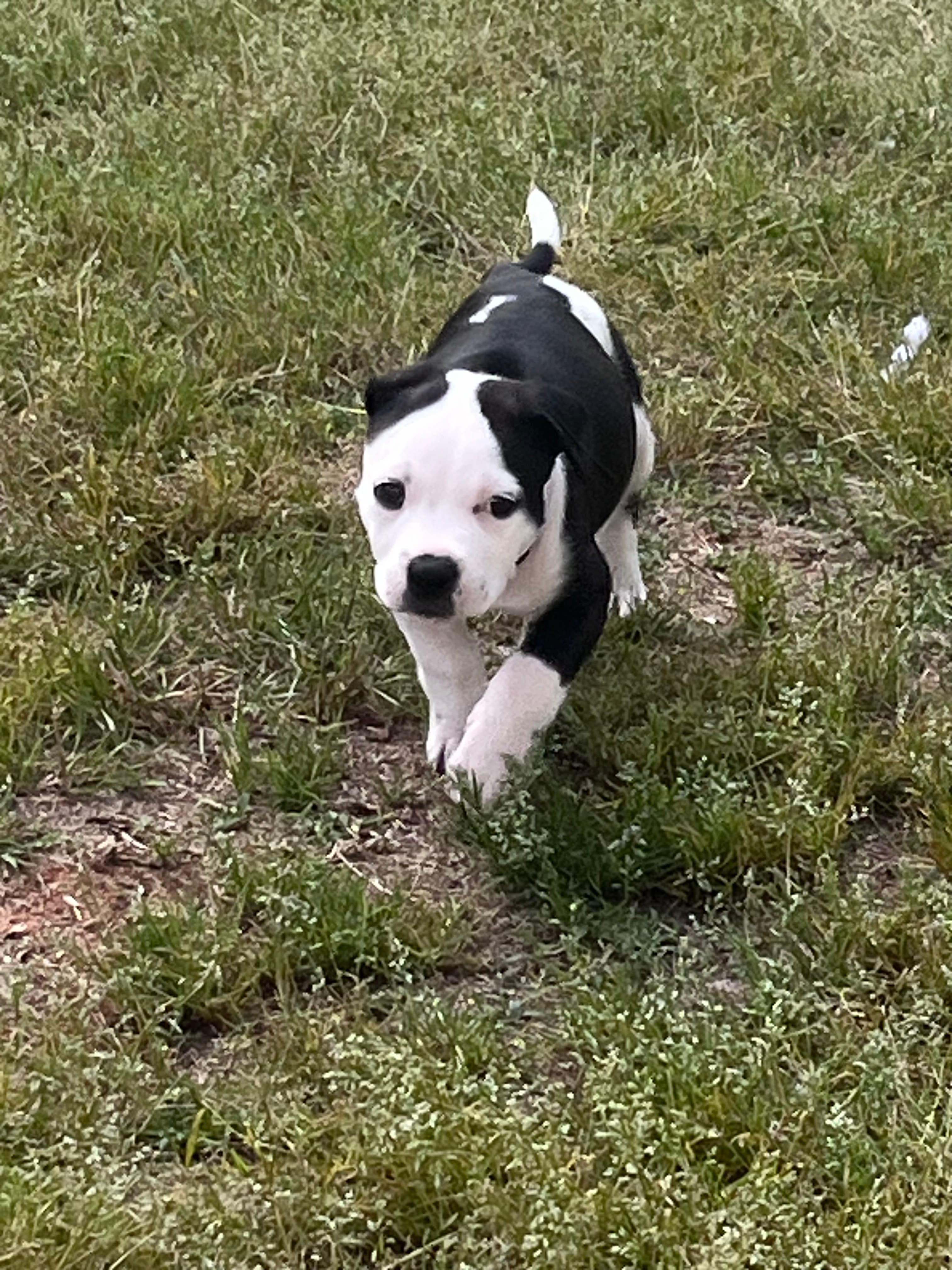 Zoee