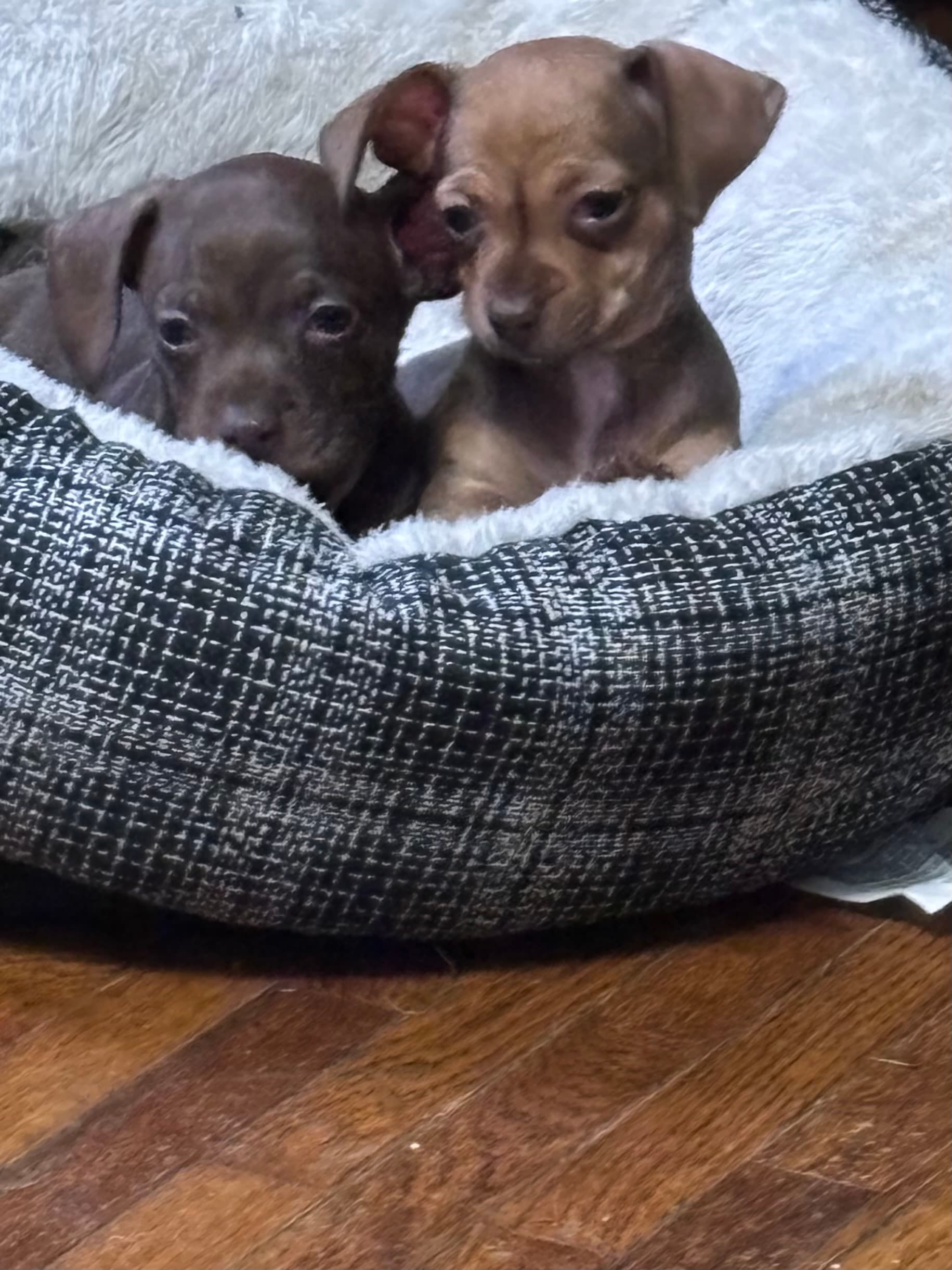 Hope and Bear