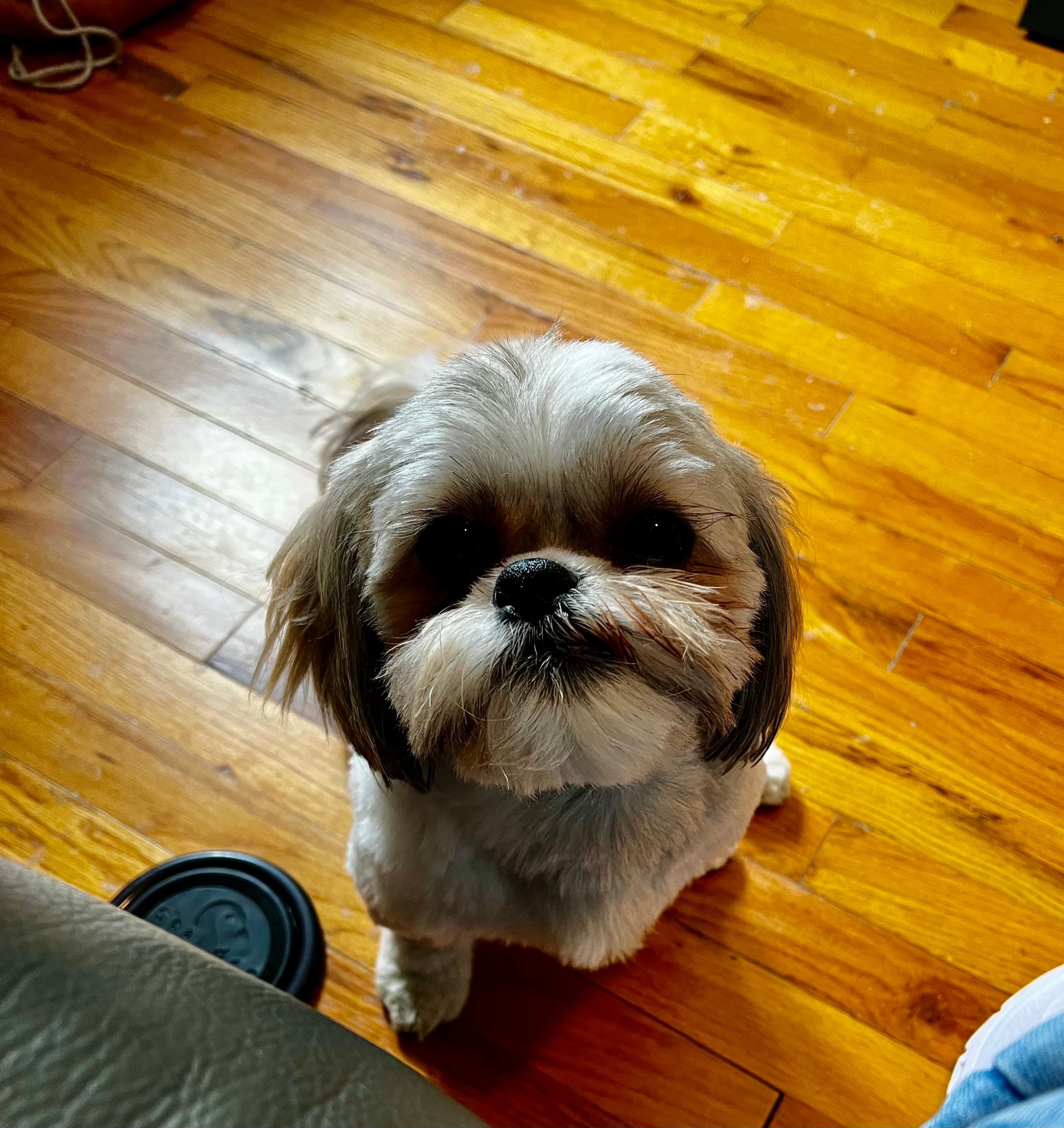 Mocha