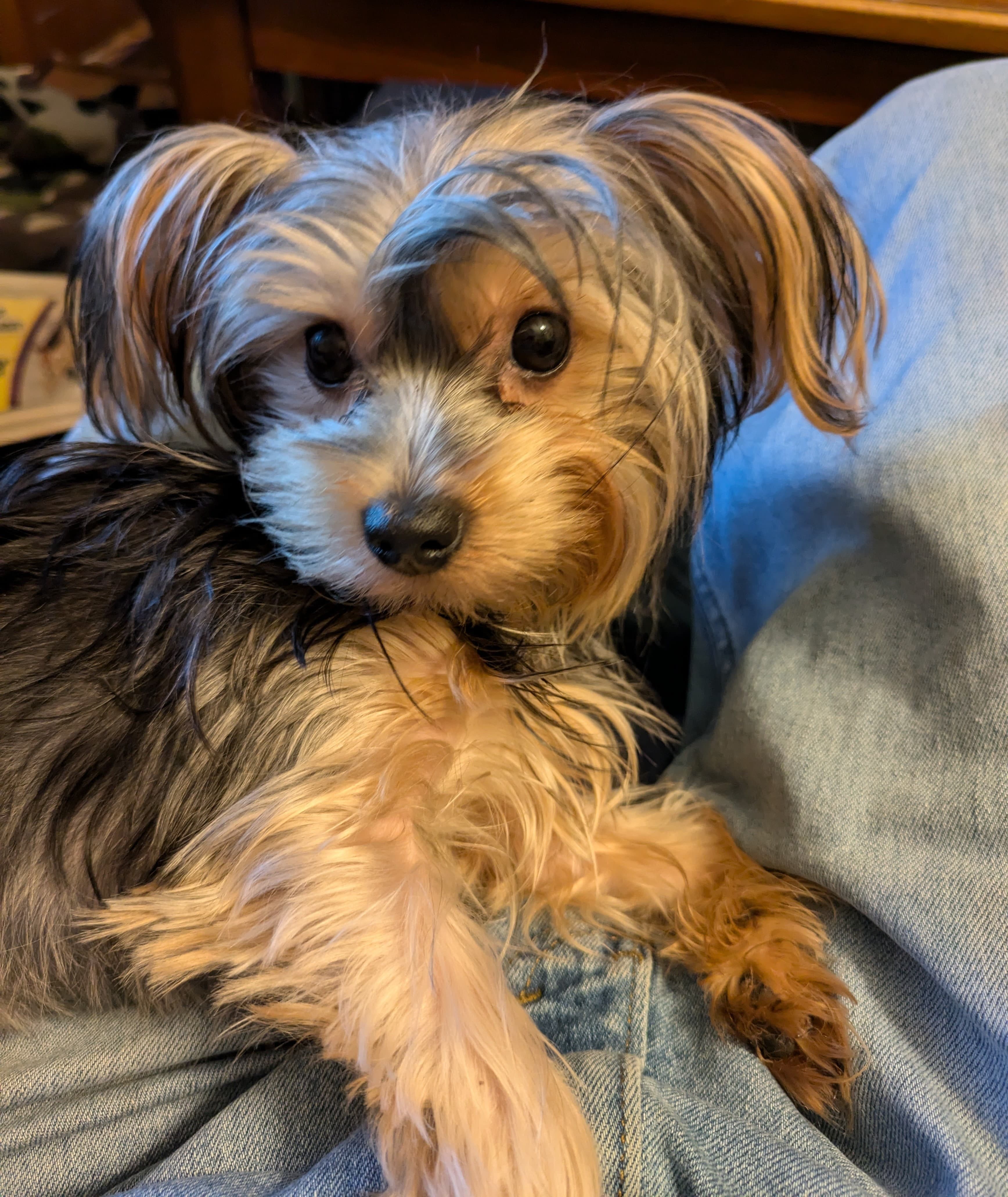 Tammy