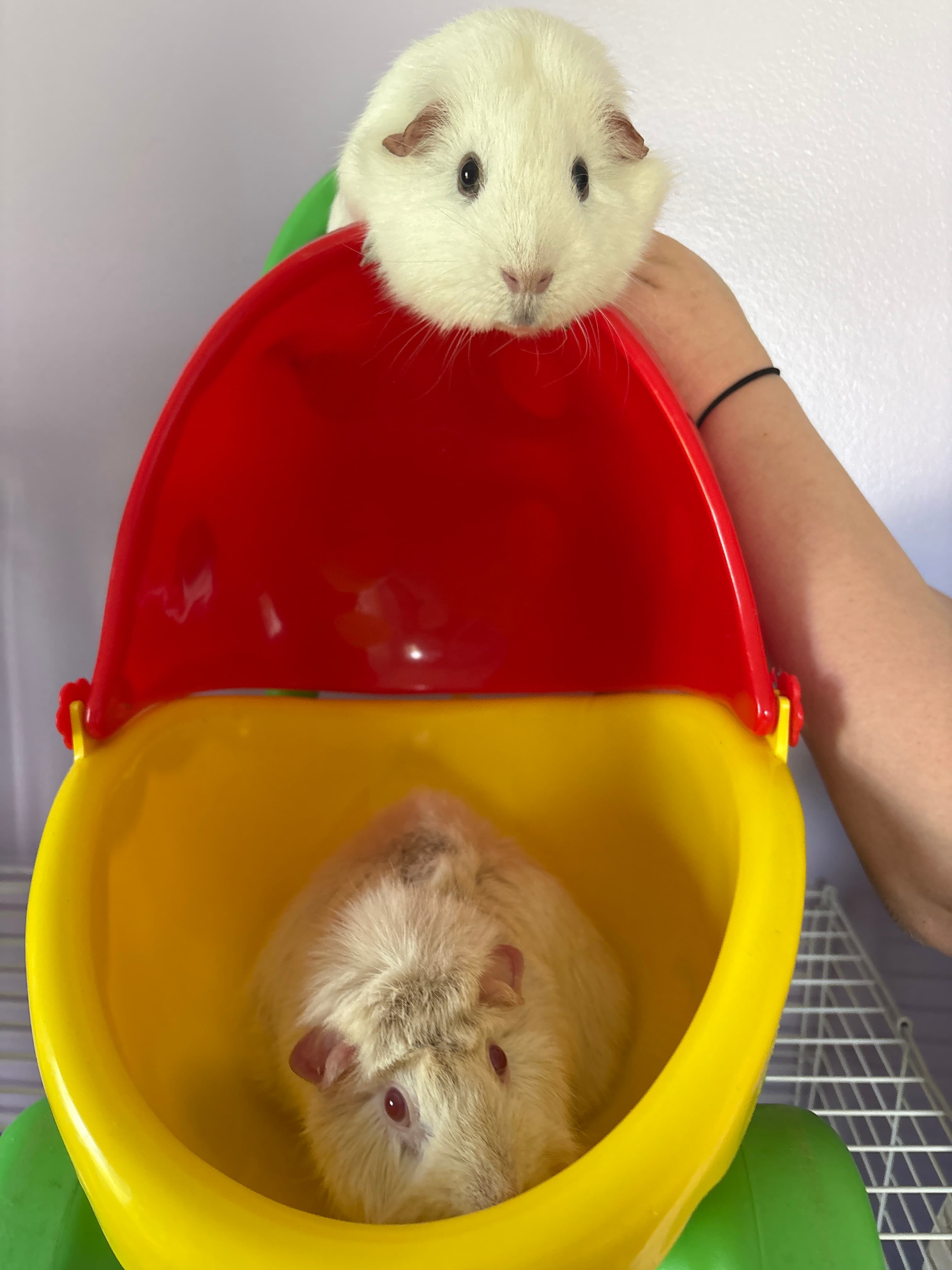 cheese and Casper