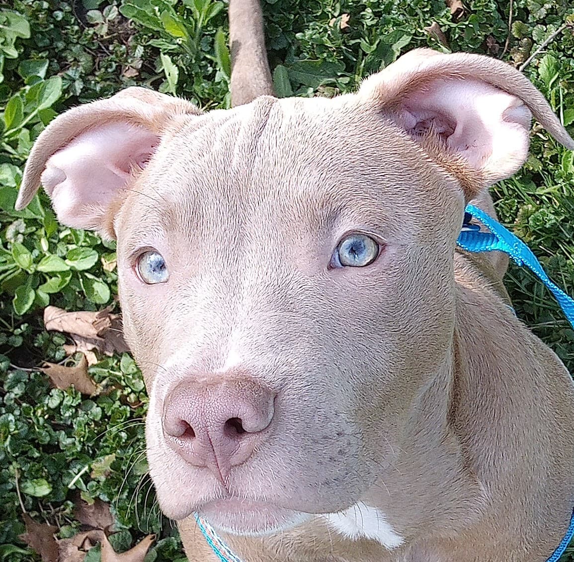Koda