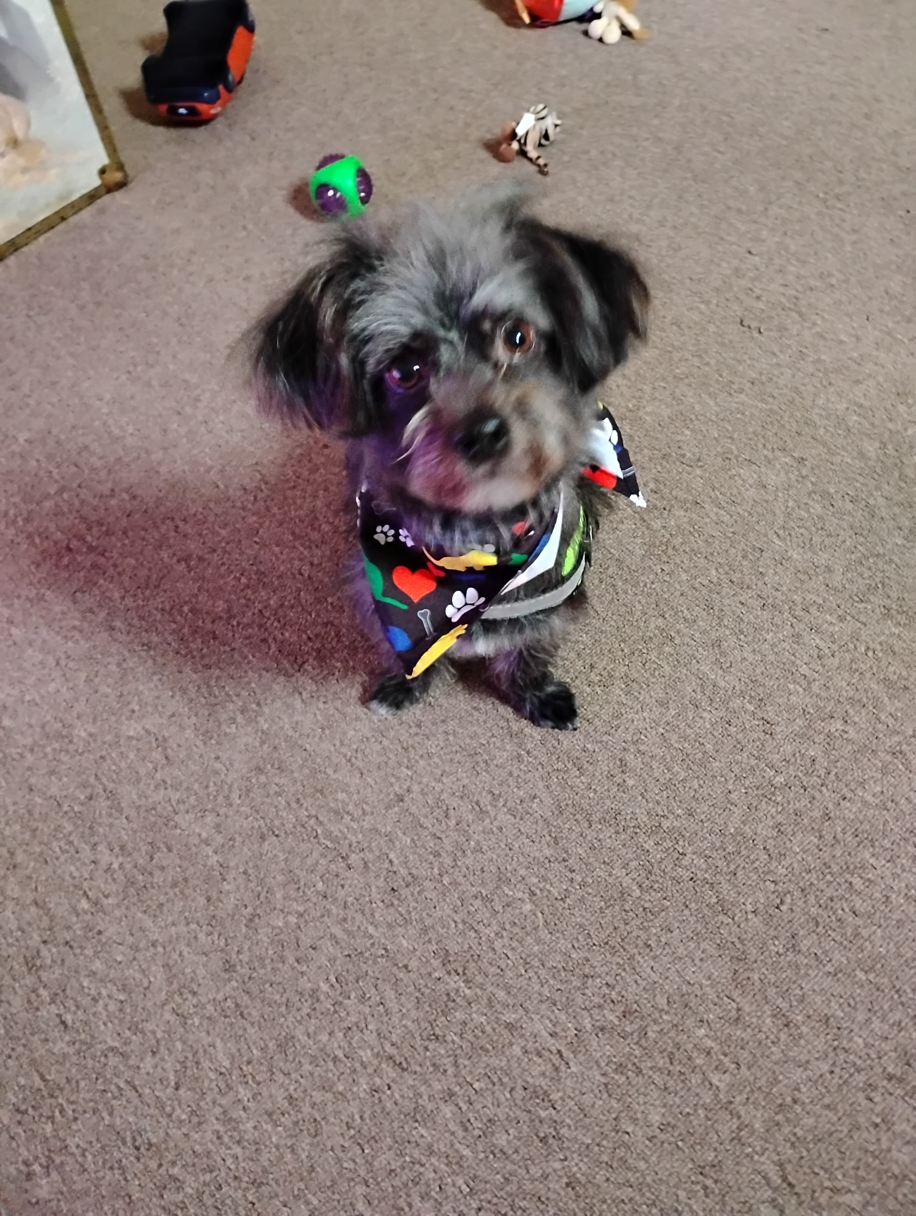 Harley