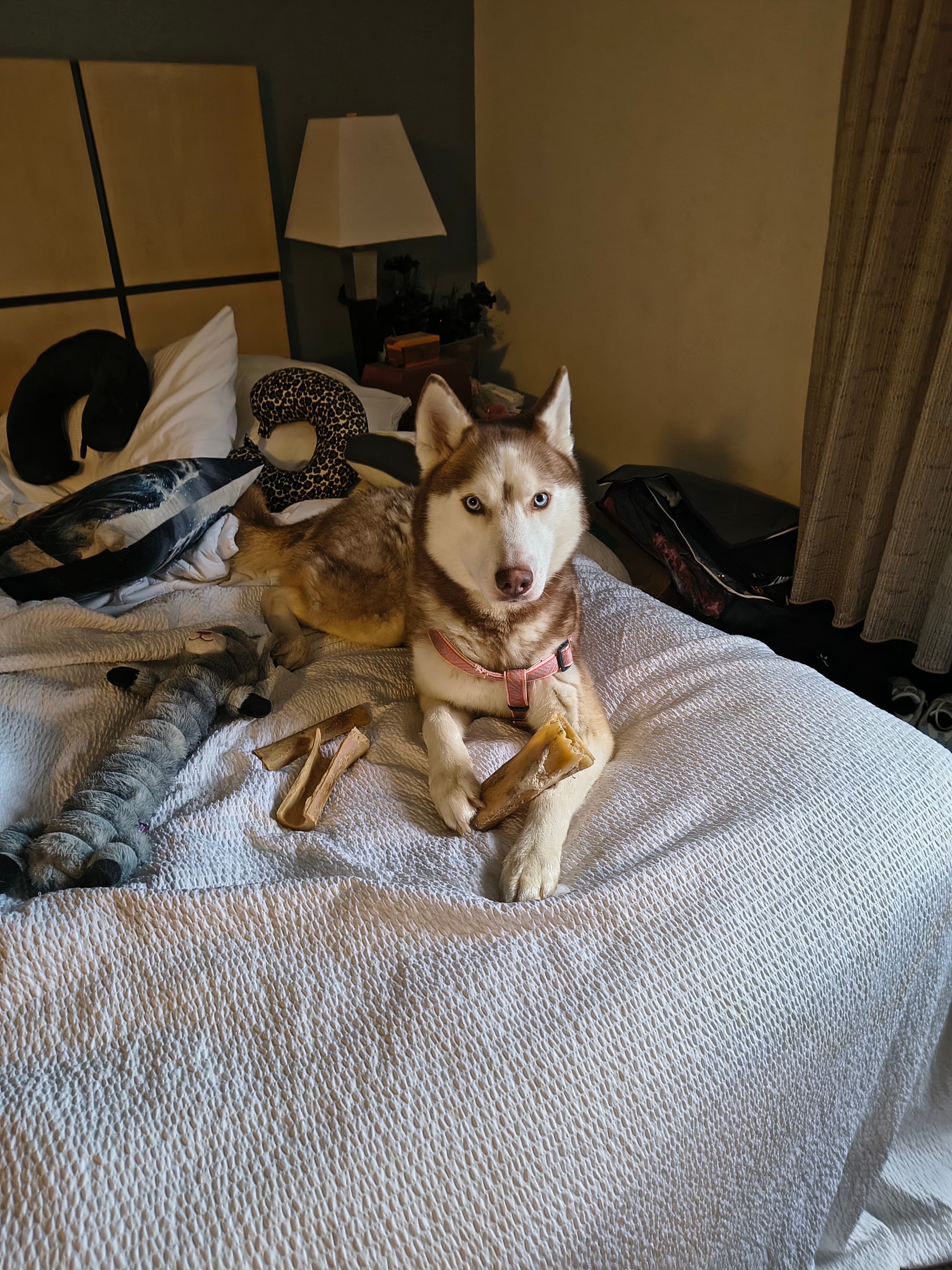 Maya