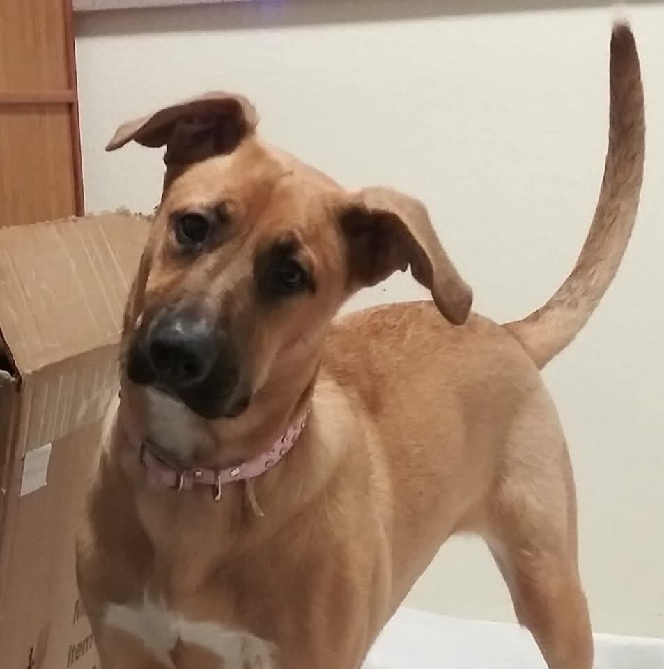PIPER