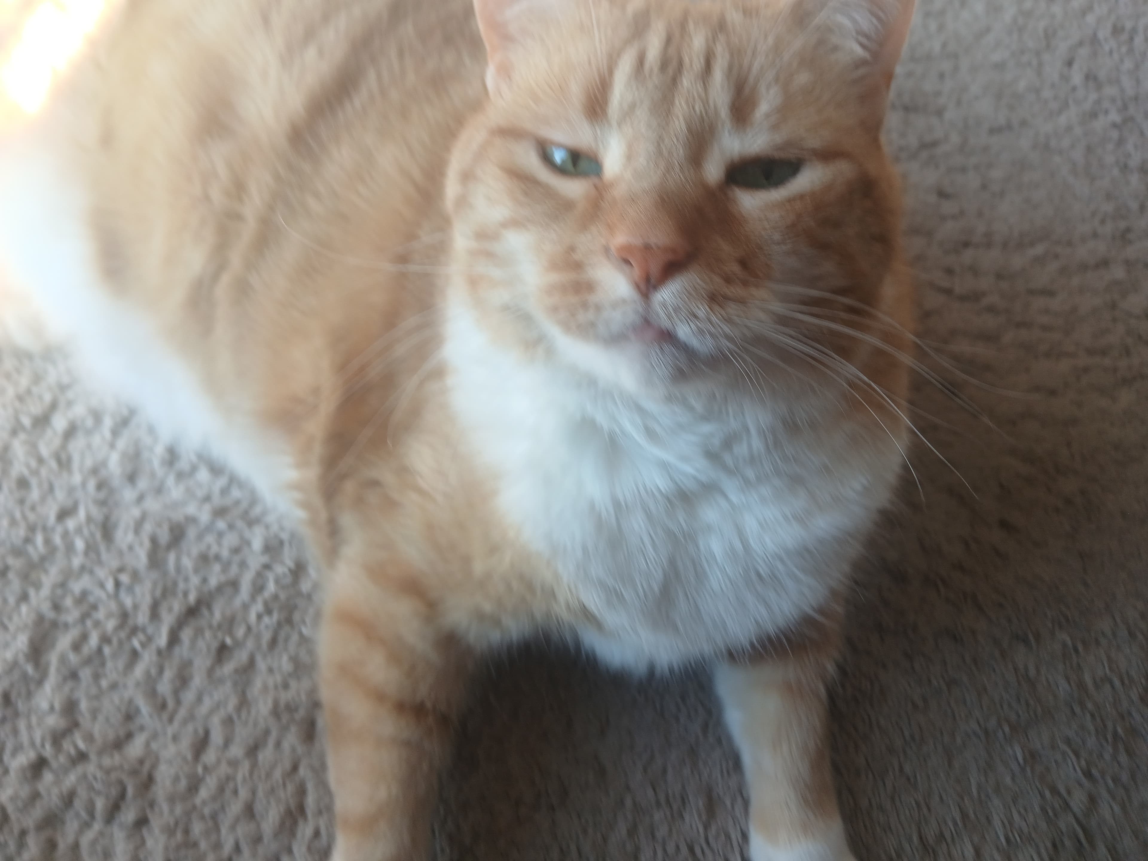 Milo