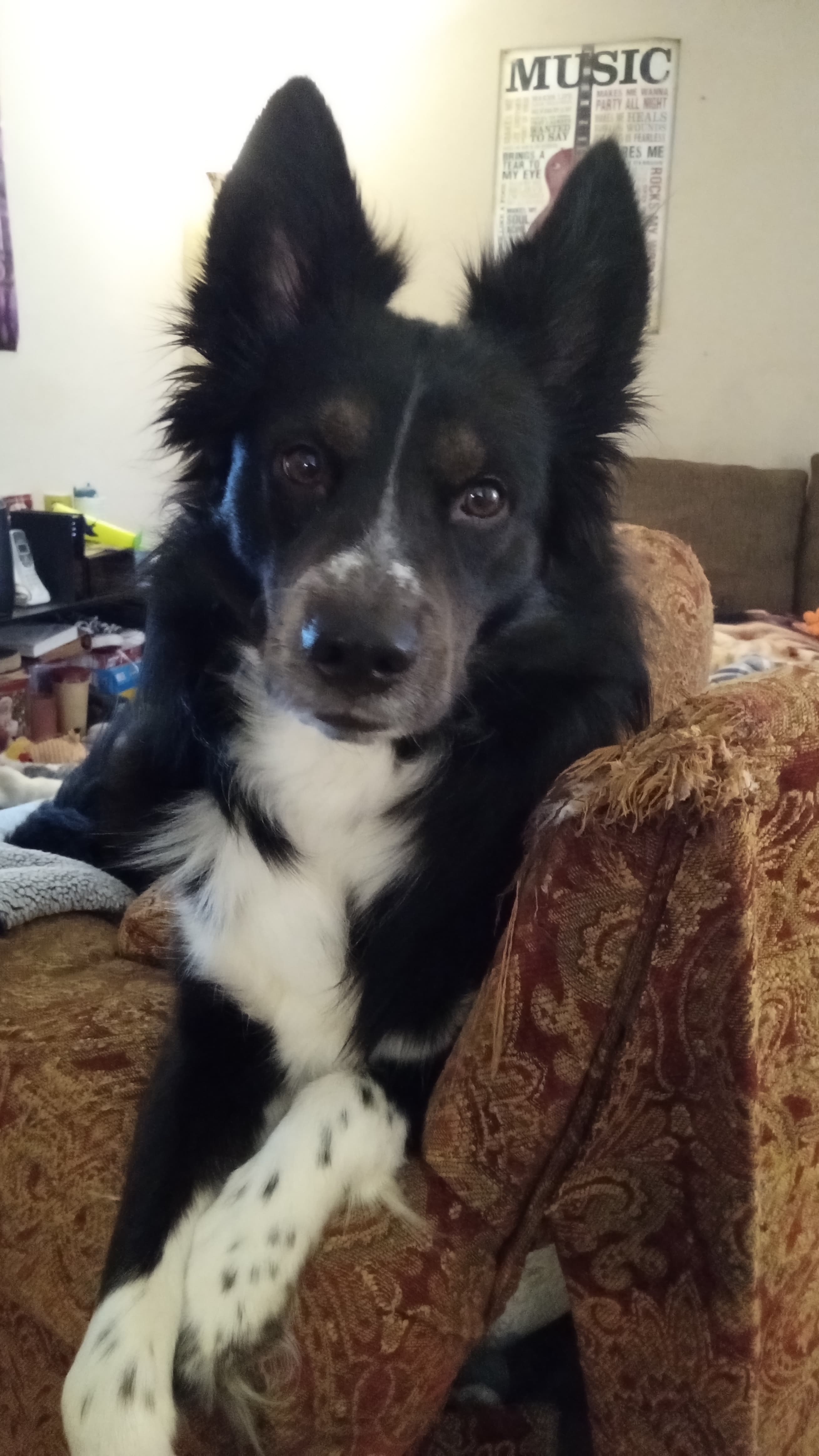 Shep