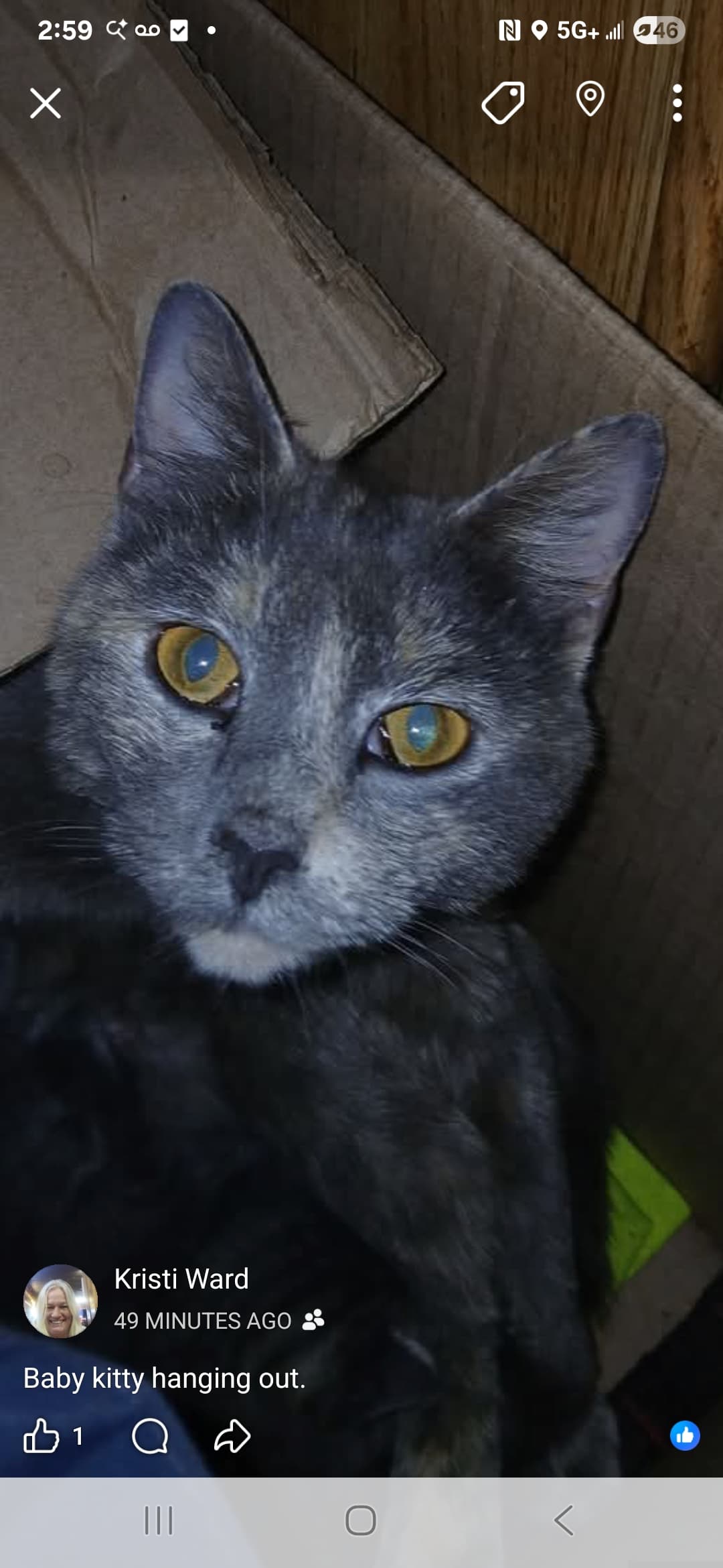 Baby Kitty
