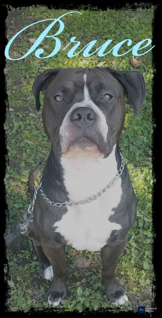 Bruce