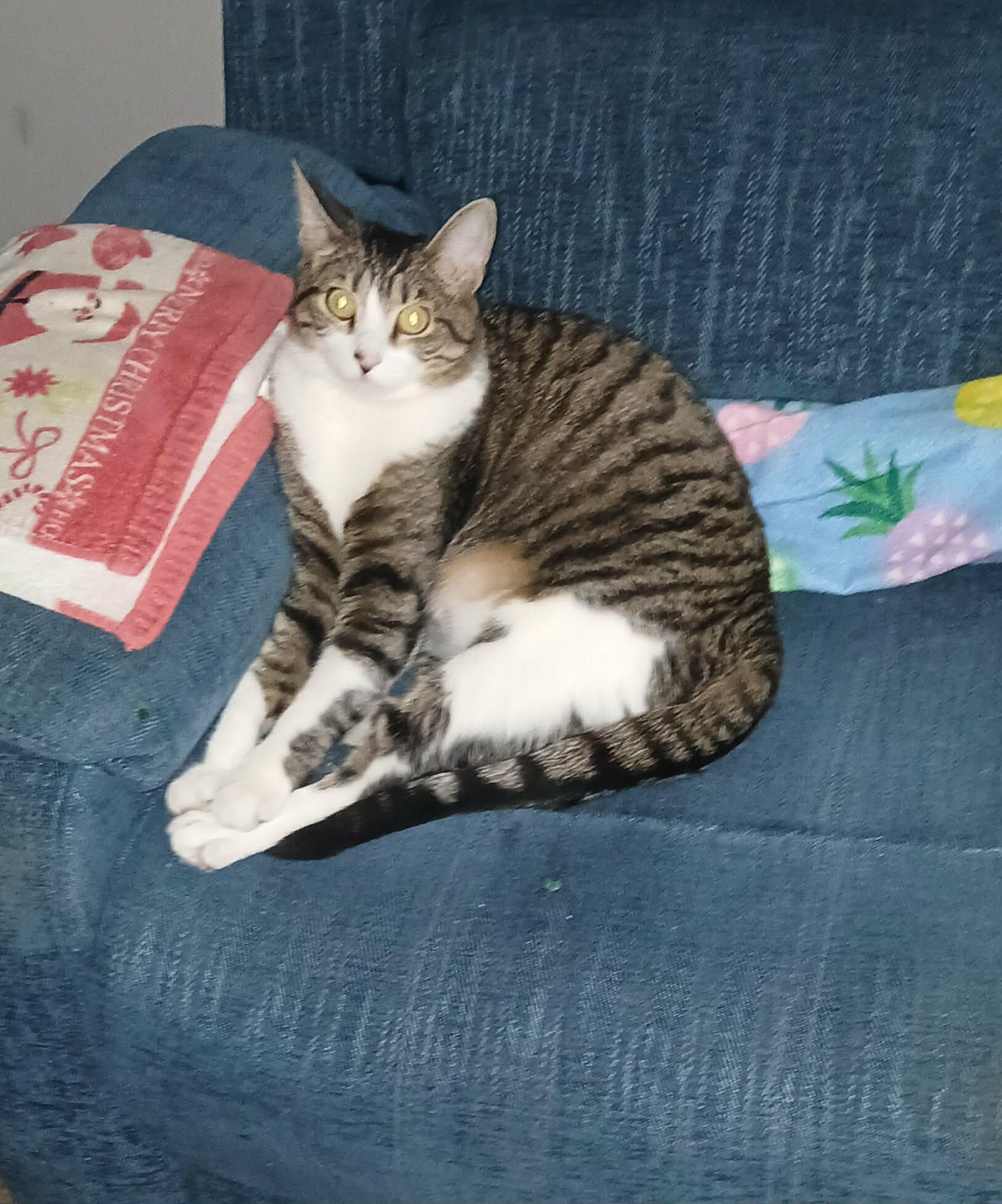 Stella May