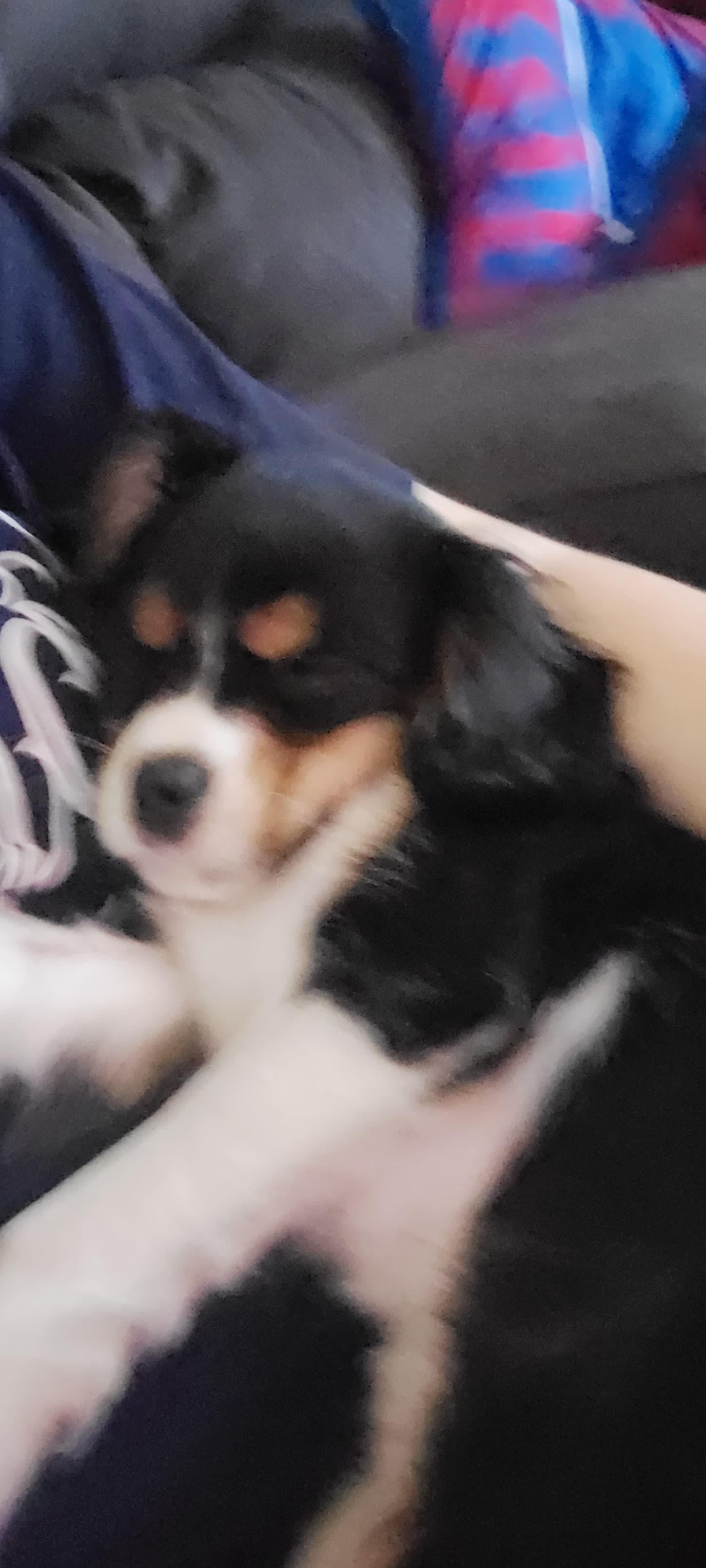 Sweetie Pie