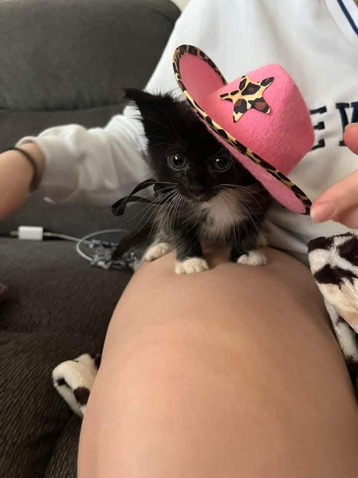 Stella