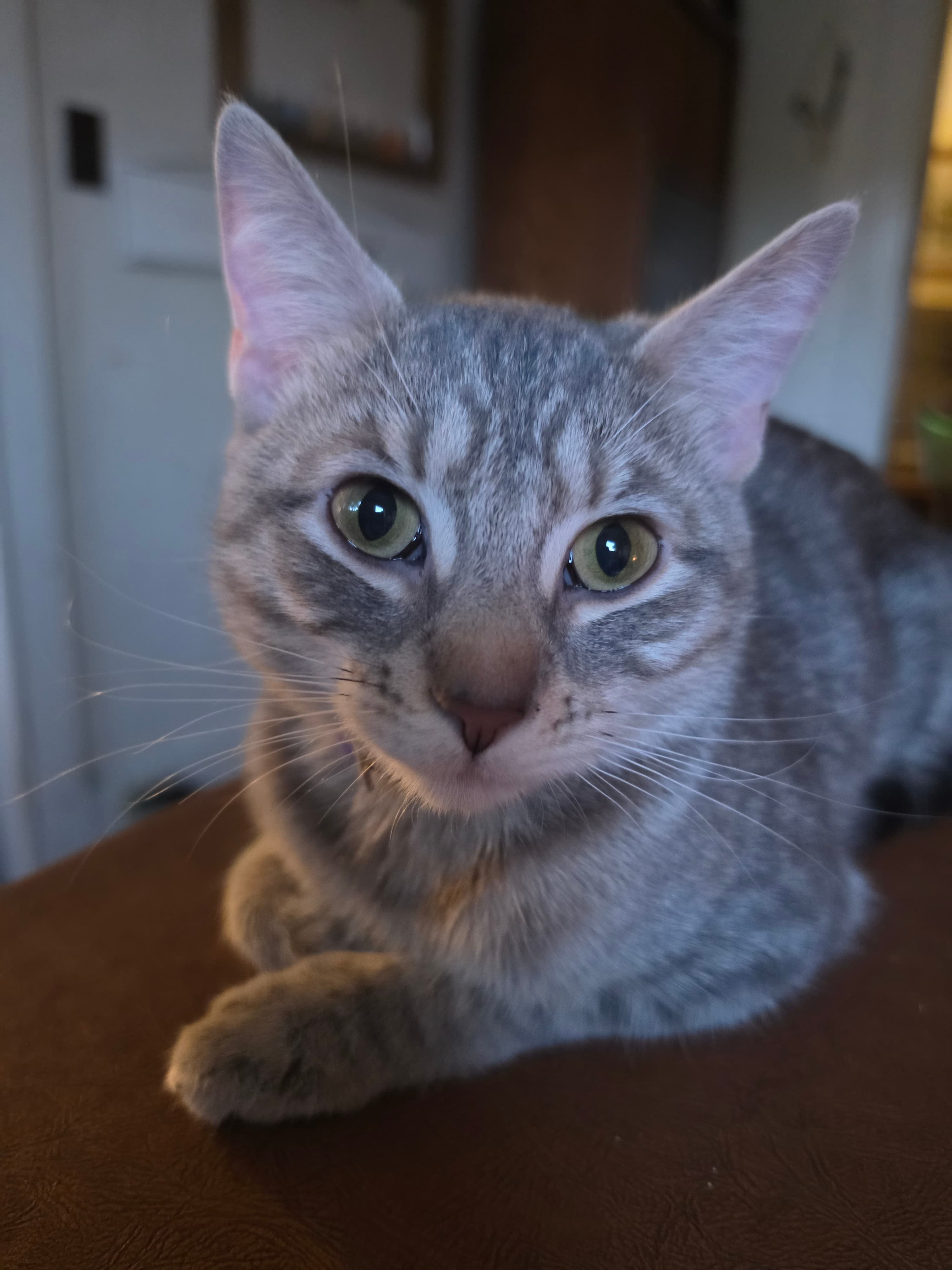 Tuna two
