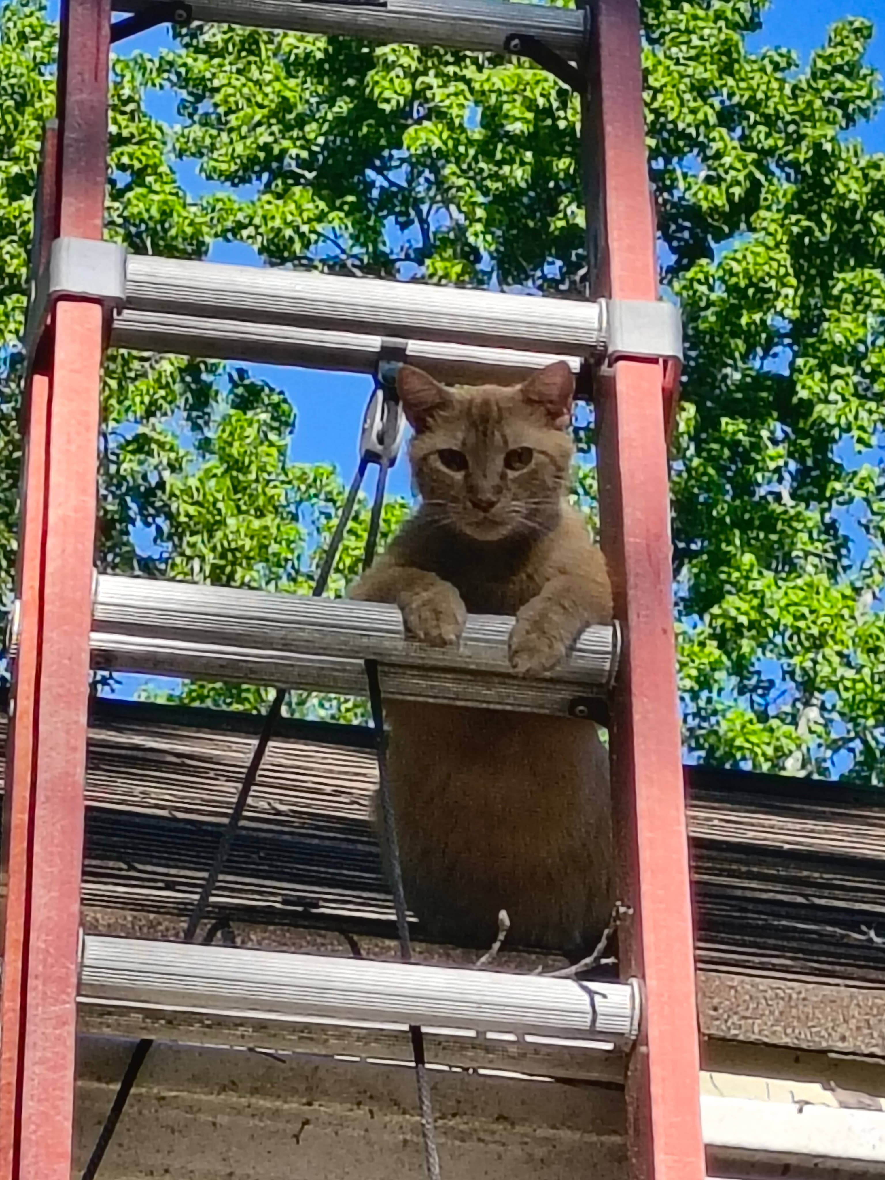 Tony the Tiger
