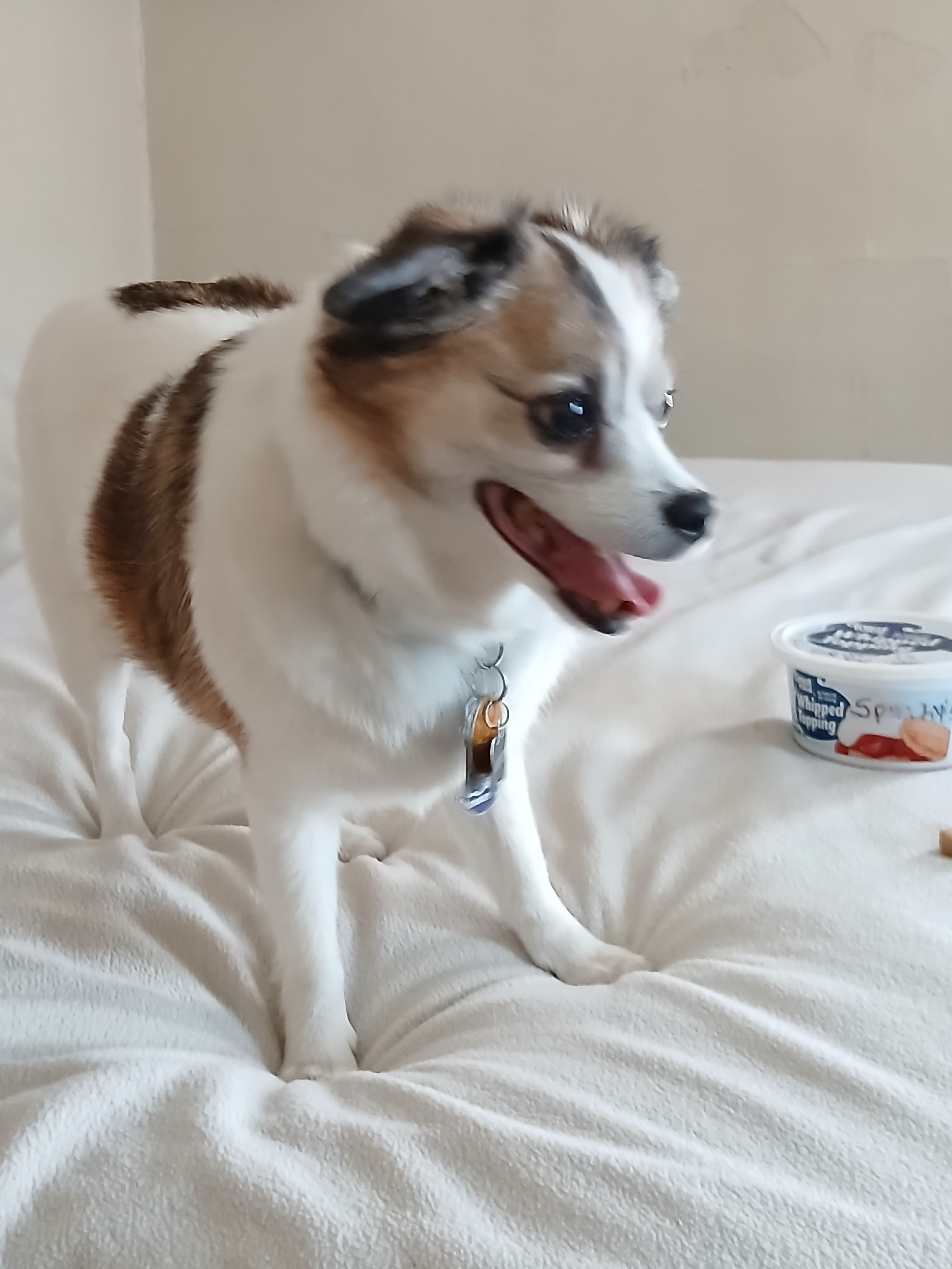 Spunky