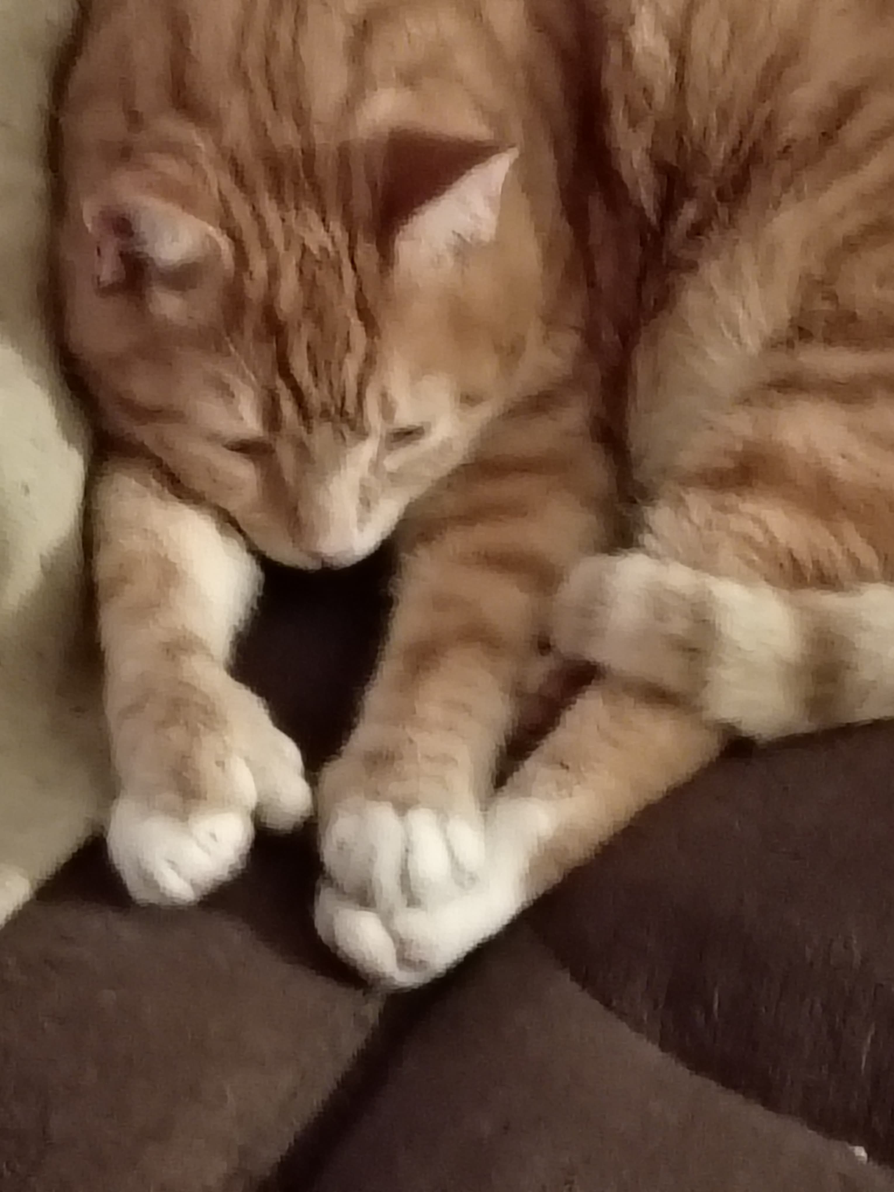 Morris