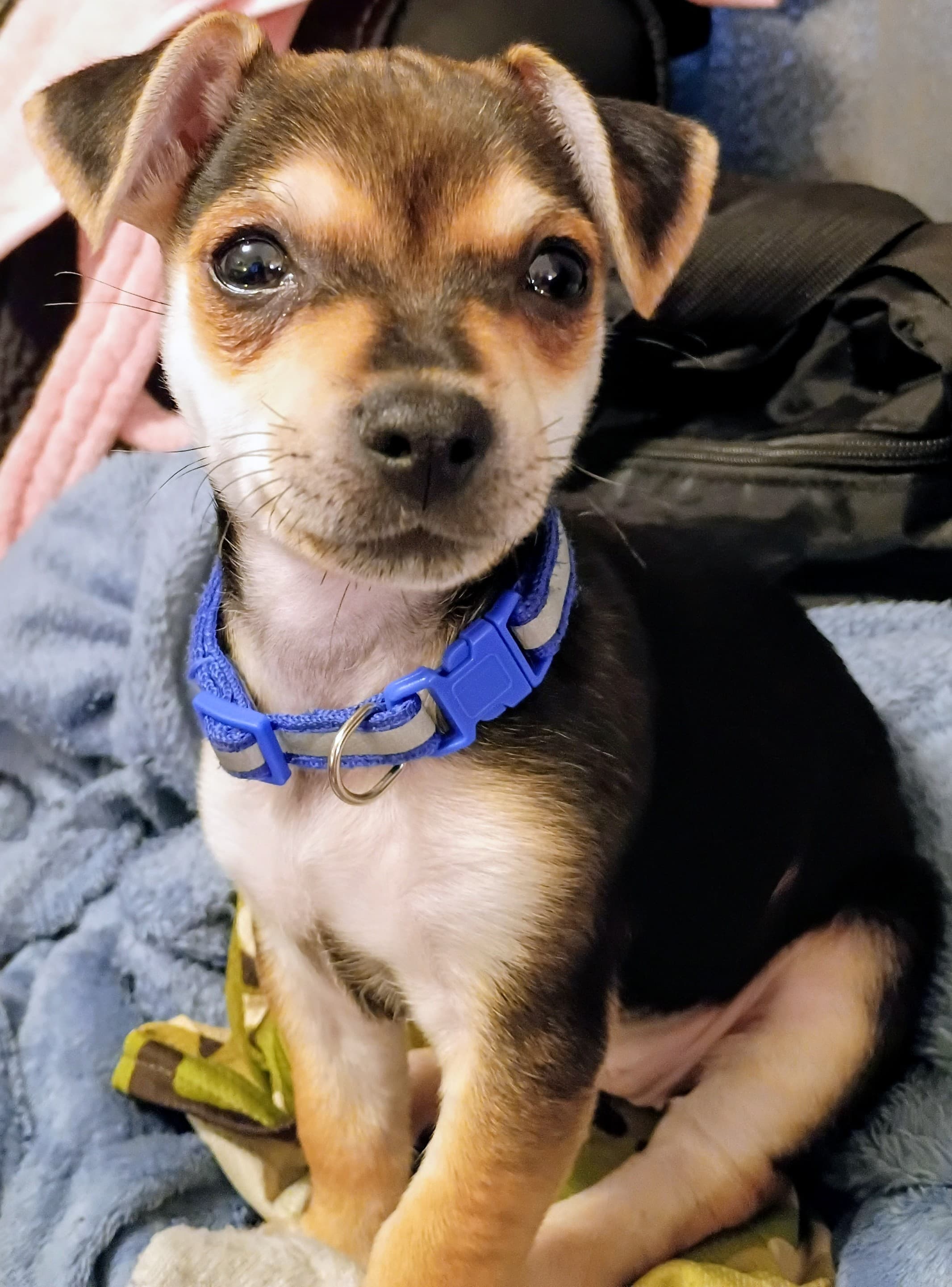 Pippa jean