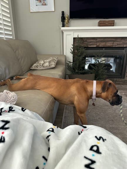 Ava