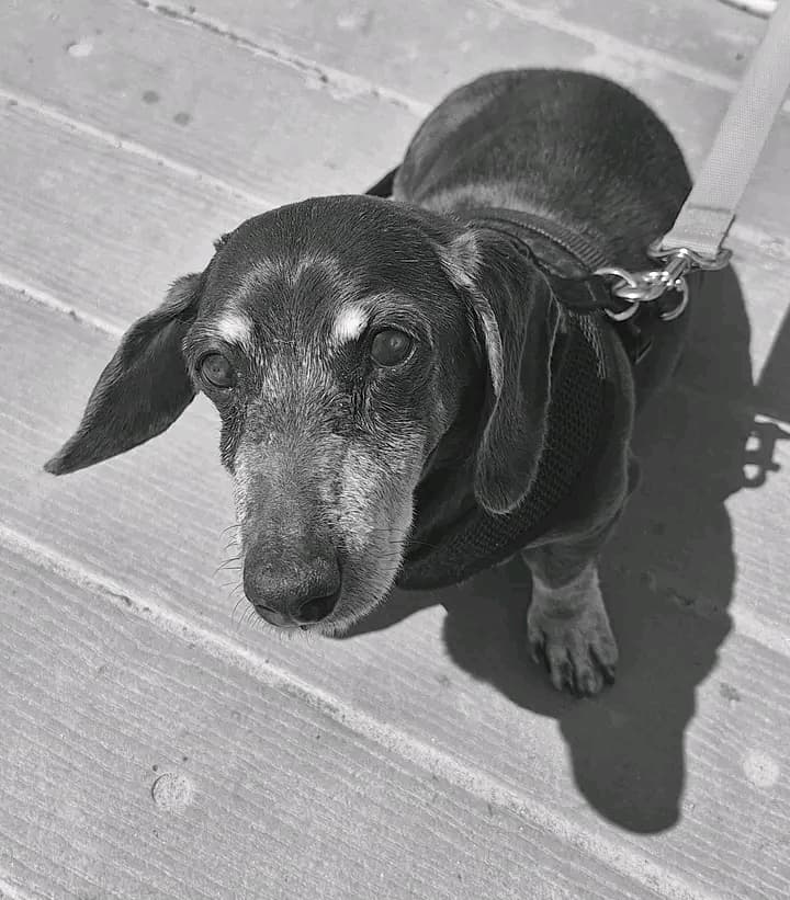 Liza
